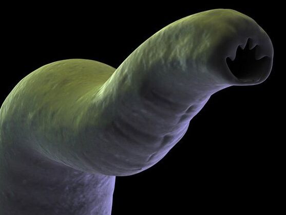 Parasite