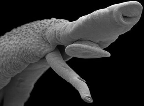 Parasitic organisms