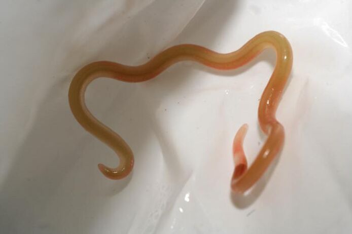 worm
