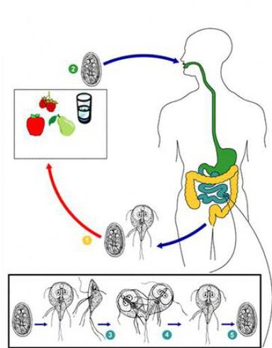 How to infect